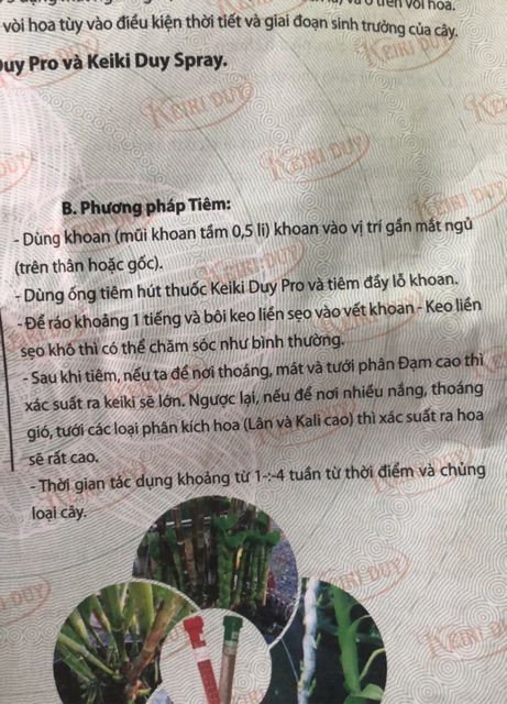  Kích Ki Duy pro (Keiki duy đỏ) và keo liền da 