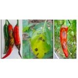  LESSICK 38WG  - Chuyên thán thư, thối trái Ớt - TRỪ BỆNH CÂY ỚT - THỐI TRÁI ỚT 