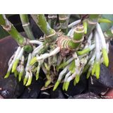  phân bón lá Atonik-Thương hiệu đến từ Nhật Bản [Chính hãng] 
