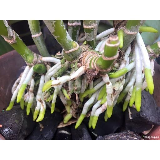  phân bón lá Atonik-Thương hiệu đến từ Nhật Bản [Chính hãng] 