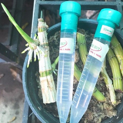  Kieki Duy spray thần dược cho hoa lan - KIEKI XANH 