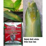  Starner 20WP TRỪ THỐI NHŨN - TRỪ nấm, bệnh, vi khuẩn 