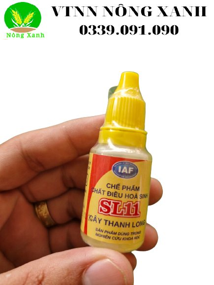  CHẤM RA HOA THANH LONG SL 11 - KÍCH RA HOA KHÔNG CẦN CHONG ĐÈN 