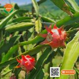  Thanh Long Ruột Đỏ Chuẩn VietGAP 