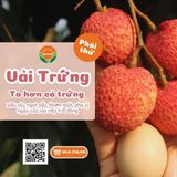  [Siêu Phẩm] Vải Trứng Hưng Yên 