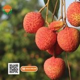  Vải Trứng Hưng Yên 