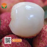  Vải Trứng Hưng Yên 