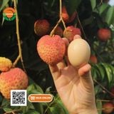  Vải Trứng Hưng Yên 