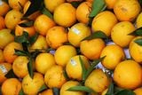  Cam Hưng Yên - Ngọt thơm đặc trưng, mọng nước 