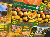  Cam Hưng Yên - Ngọt thơm đặc trưng, mọng nước 