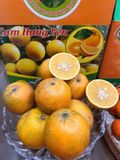  Cam Hưng Yên - Ngọt thơm đặc trưng, mọng nước 