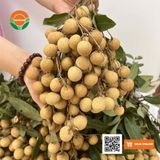  Nhãn Cùi Cổ 