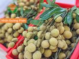  Nhãn Đường Phèn 