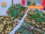  Nhãn Lồng Hưng Yên (Nhãn Hương Chi) 