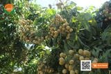  Nhãn Lồng Hưng Yên (Nhãn Hương Chi) 