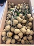  Nhãn Đường Phèn 