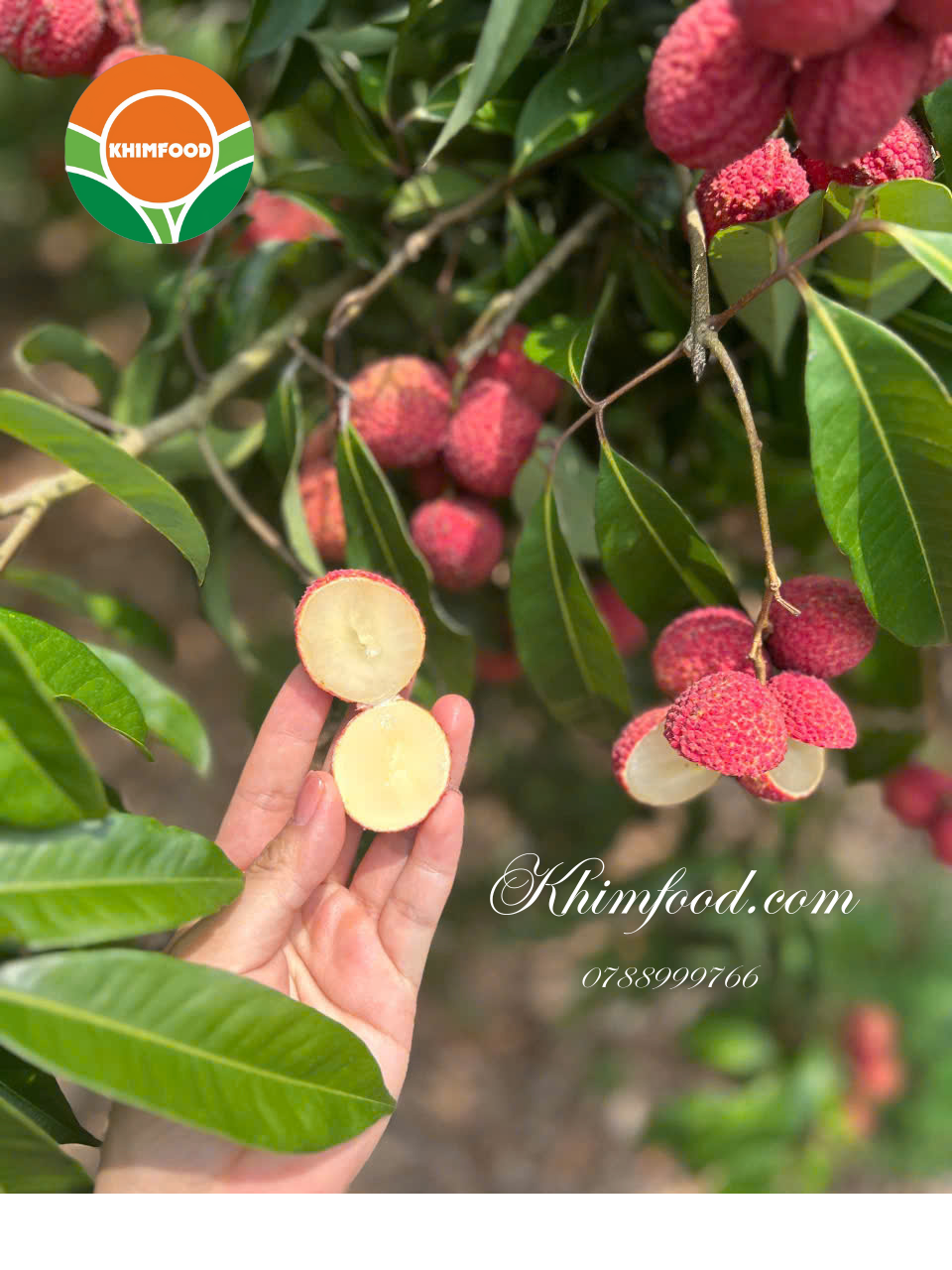  Vải Ngọc Không Hạt 