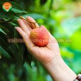  Vải Trứng Hưng Yên 