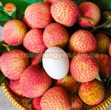  Vải Trứng Hưng Yên 