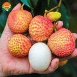  Vải Trứng Hưng Yên 