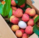  Vải Trứng Hưng Yên 