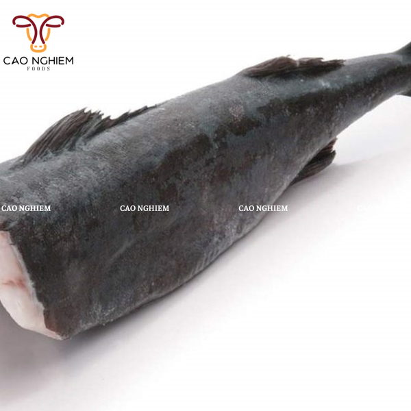  Cá Tuyết Pháp - French Toothfish 