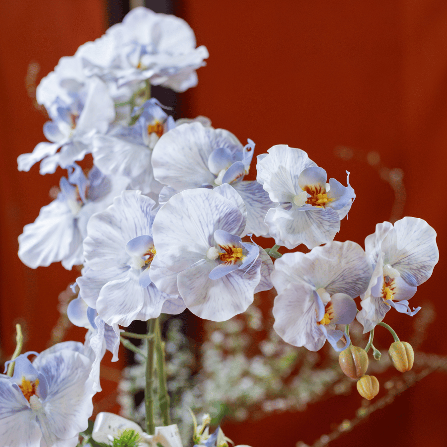  BST LAN - LAN HỒ ĐIỆP CÁNH XOĂN XANH NHẠT 