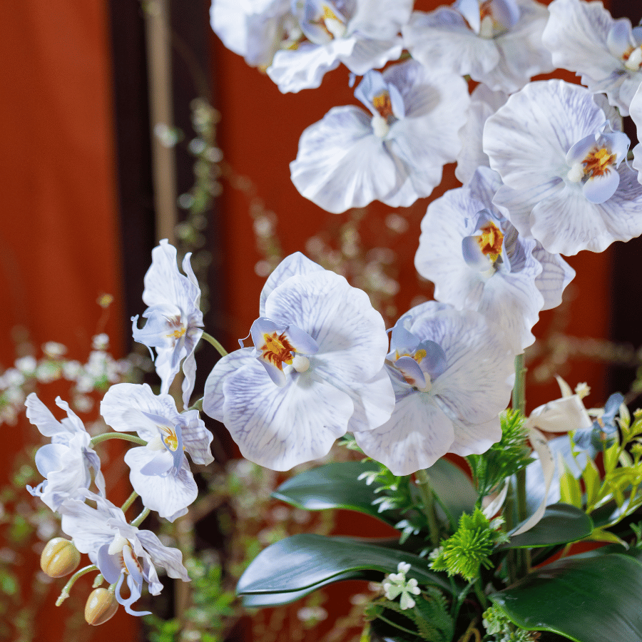  BST LAN - LAN HỒ ĐIỆP CÁNH XOĂN XANH NHẠT 