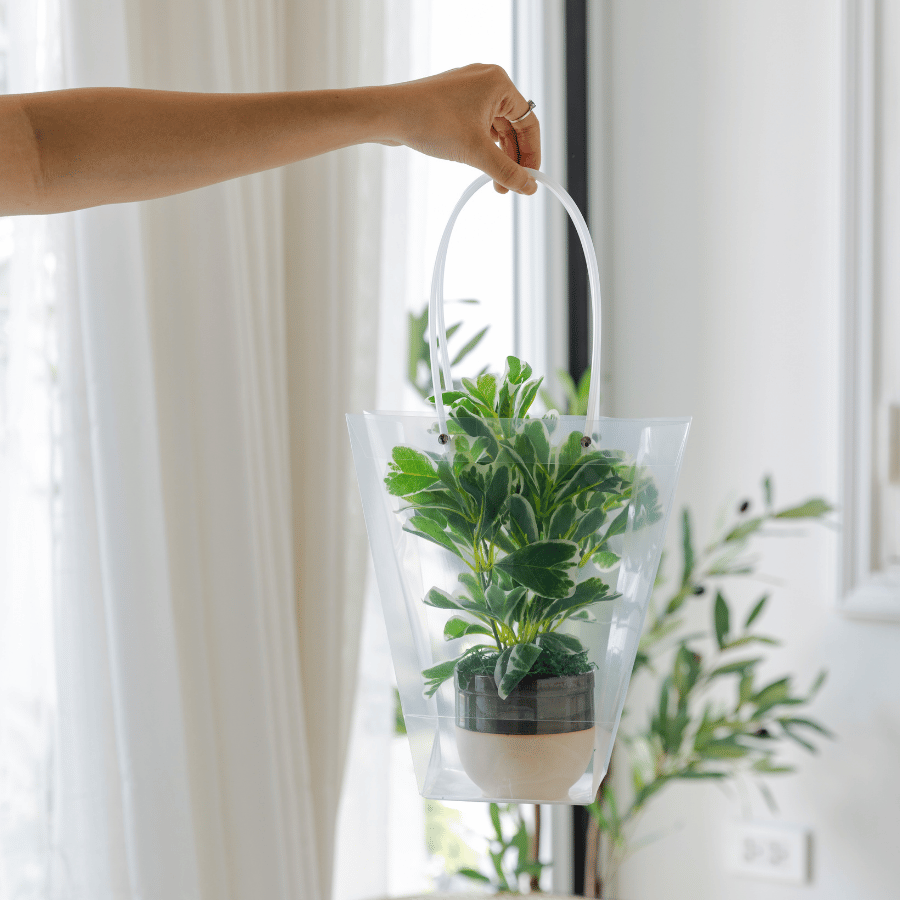  85ART - CÂY TUYẾT DIỆP 