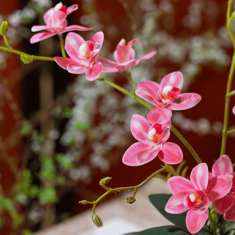  BST LAN - TIỂU HỒ ĐIỆP HỒNG ĐẬM 