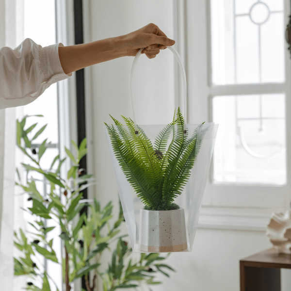  85ART - CÂY DƯƠNG XỈ 