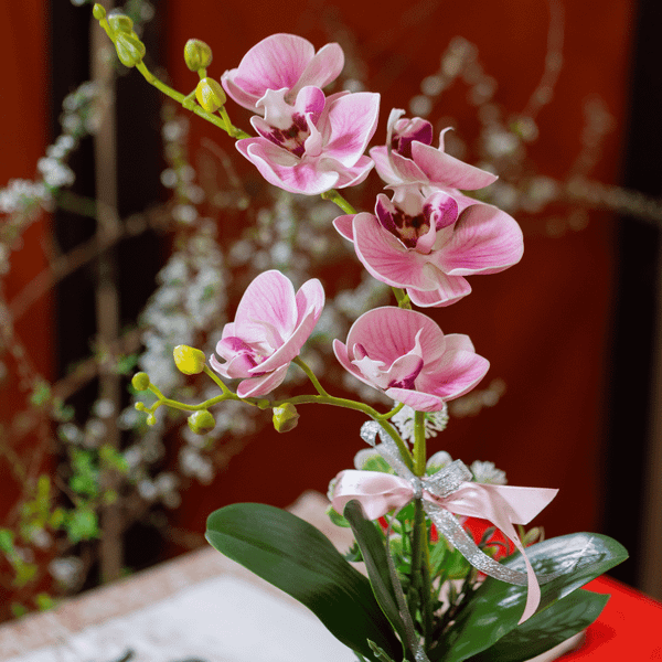  BST LAN - LAN HỒ ĐIỆP HỒNG NHẠT 