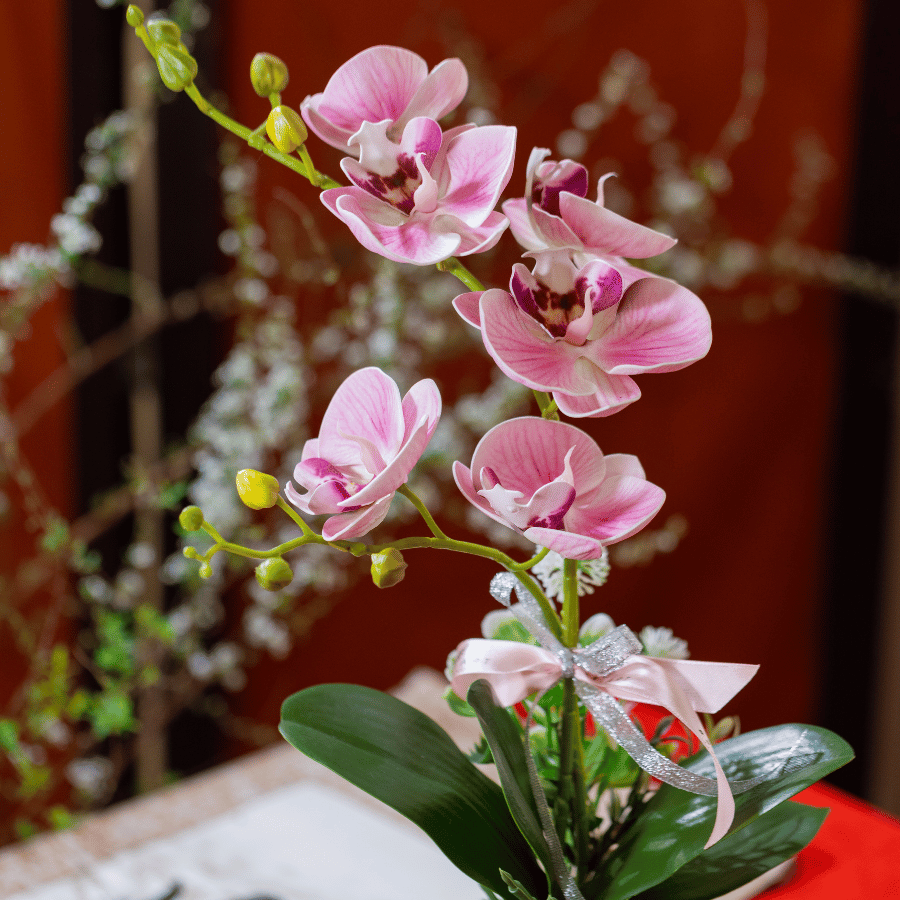  BST LAN - LAN HỒ ĐIỆP HỒNG NHẠT 