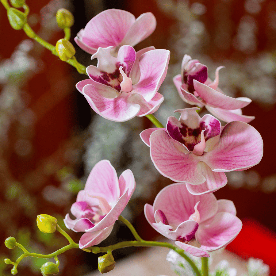  BST LAN - LAN HỒ ĐIỆP HỒNG NHẠT 