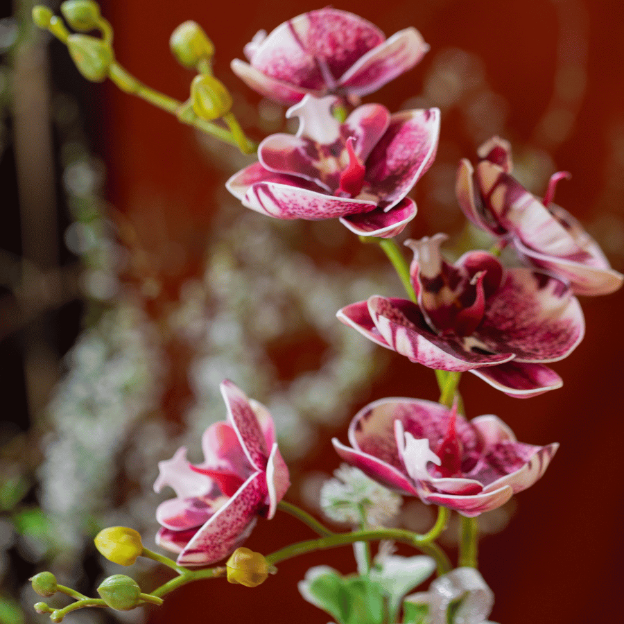  BST LAN - LAN HỒ ĐIỆP HỒNG SEN CHỊ EM 