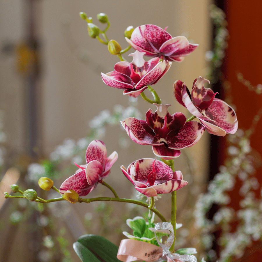  BST LAN - LAN HỒ ĐIỆP HỒNG SEN CHỊ EM 