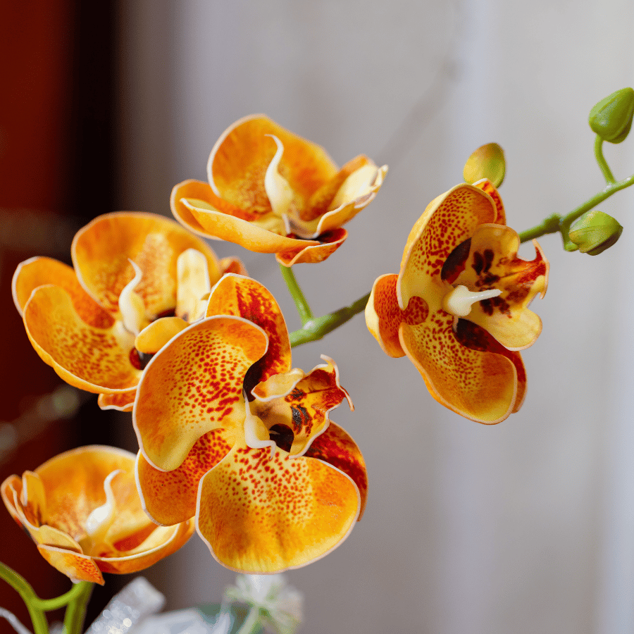  BST LAN - LAN HỒ ĐIỆP CAM CHỊ EM 