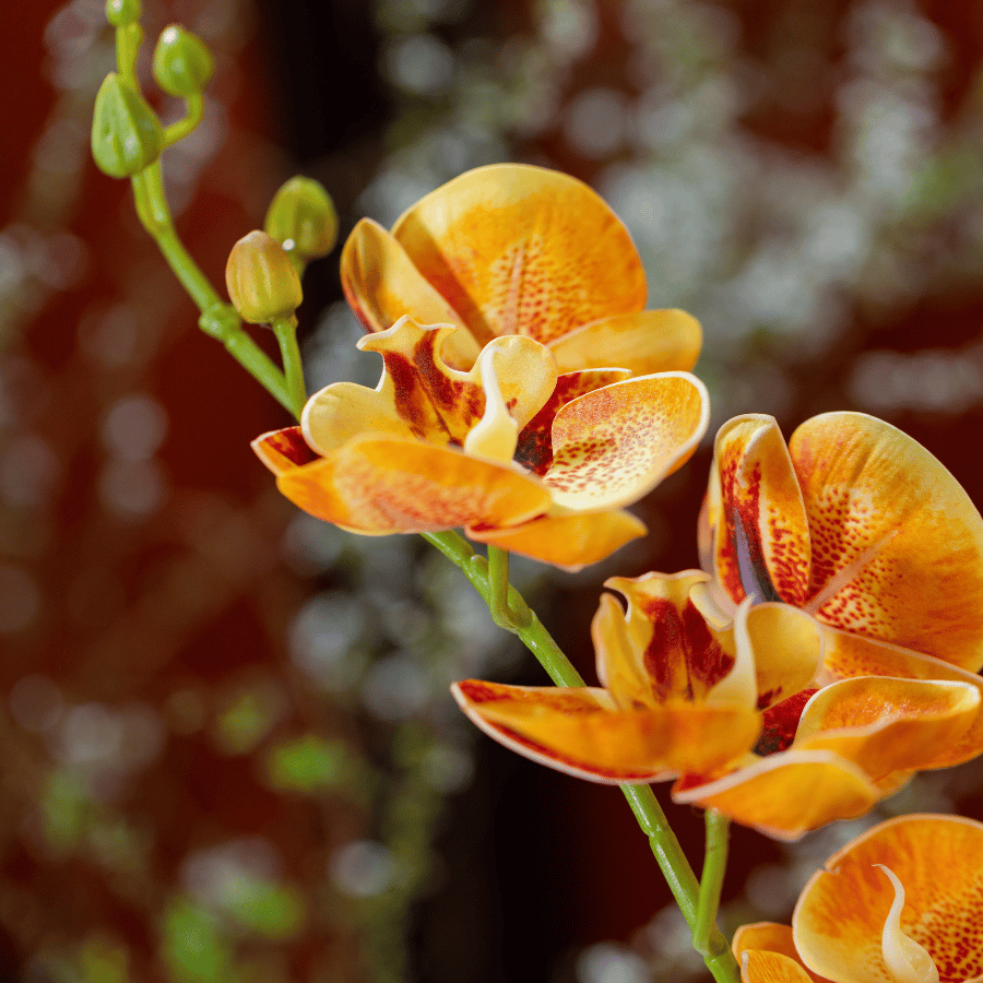  BST LAN - LAN HỒ ĐIỆP CAM CHỊ EM 