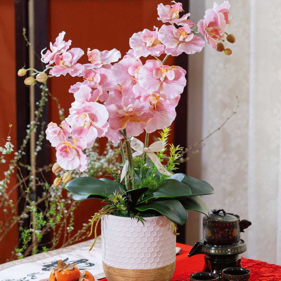  BST LAN - LAN HỒ ĐIỆP CÁNH XOĂN HỒNG 3 NHÁNH 