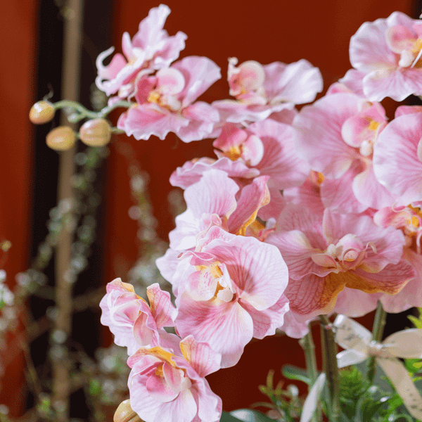  BST LAN - LAN HỒ ĐIỆP CÁNH XOĂN HỒNG 3 NHÁNH 