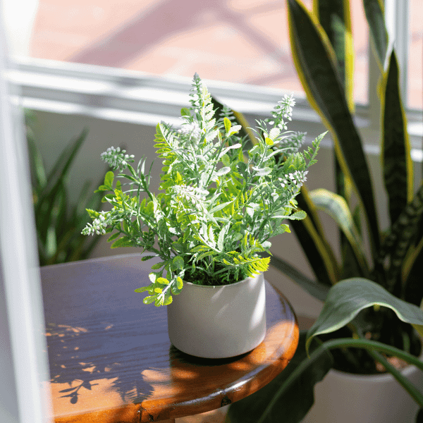  85ART - CÂY LAVENDER XANH 