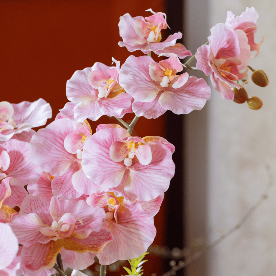  BST LAN - LAN HỒ ĐIỆP CÁNH XOĂN HỒNG 3 NHÁNH 