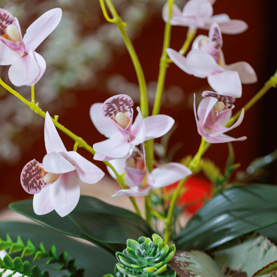  BST LAN - TIỂU HỒ ĐIỆP HỒNG TRẮNG 