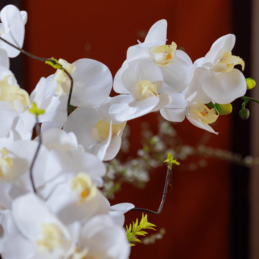  BST LAN - LAN HỒ ĐIỆP TRẮNG 3 NHÁNH 