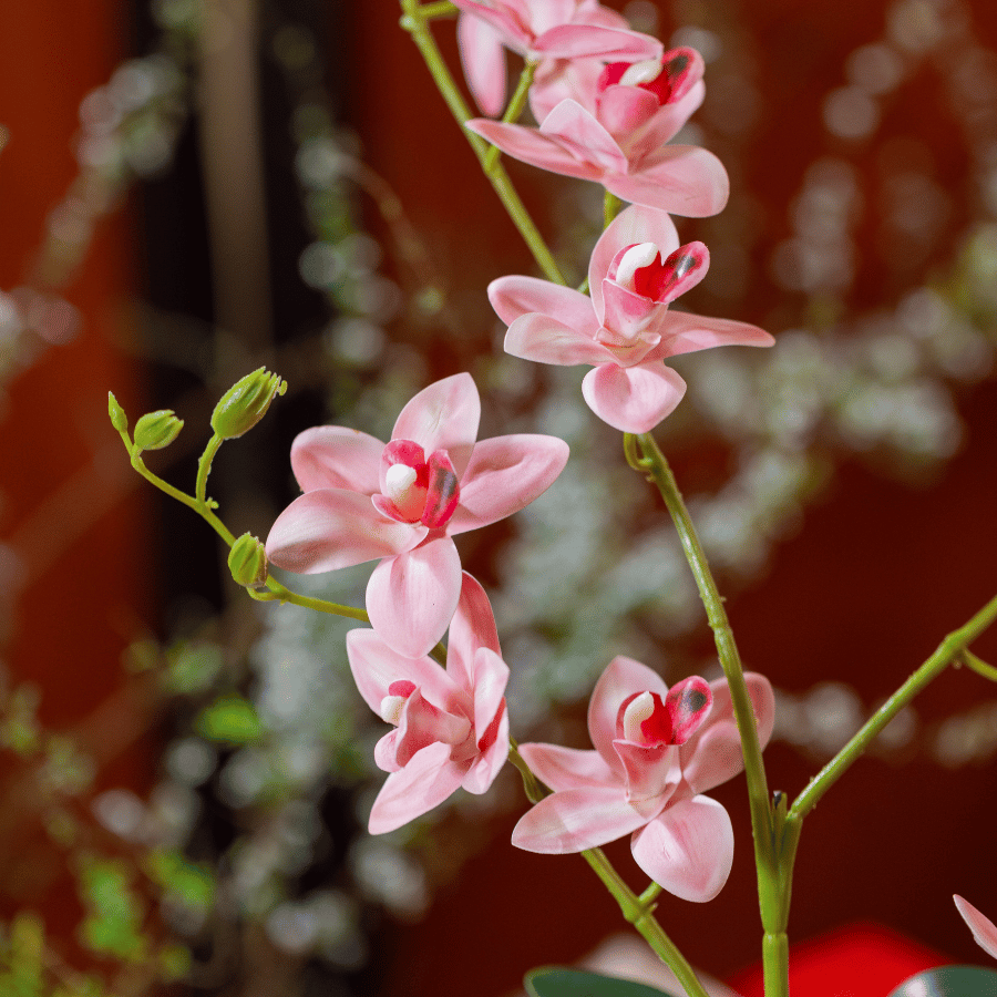  BTS LAN - TIỂU HỒ ĐIỆP HỒNG NHẠT 