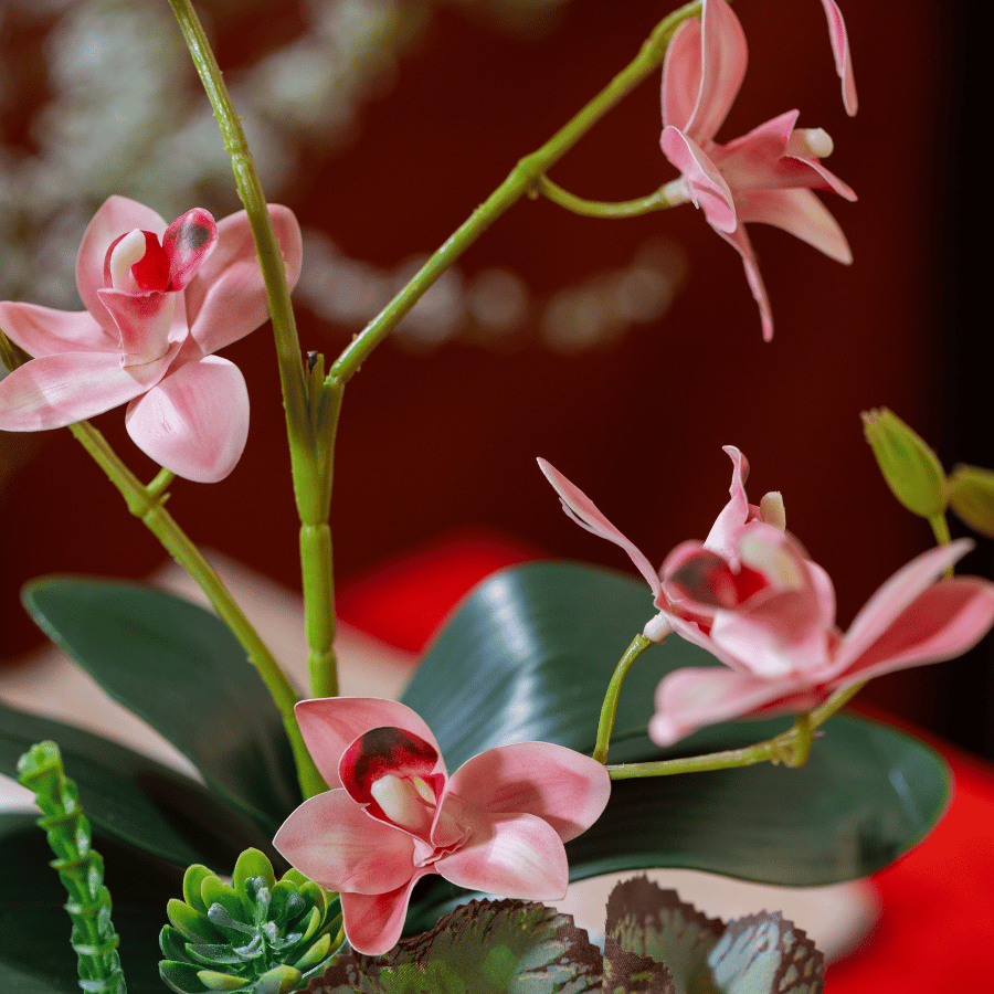  BTS LAN - TIỂU HỒ ĐIỆP HỒNG NHẠT 