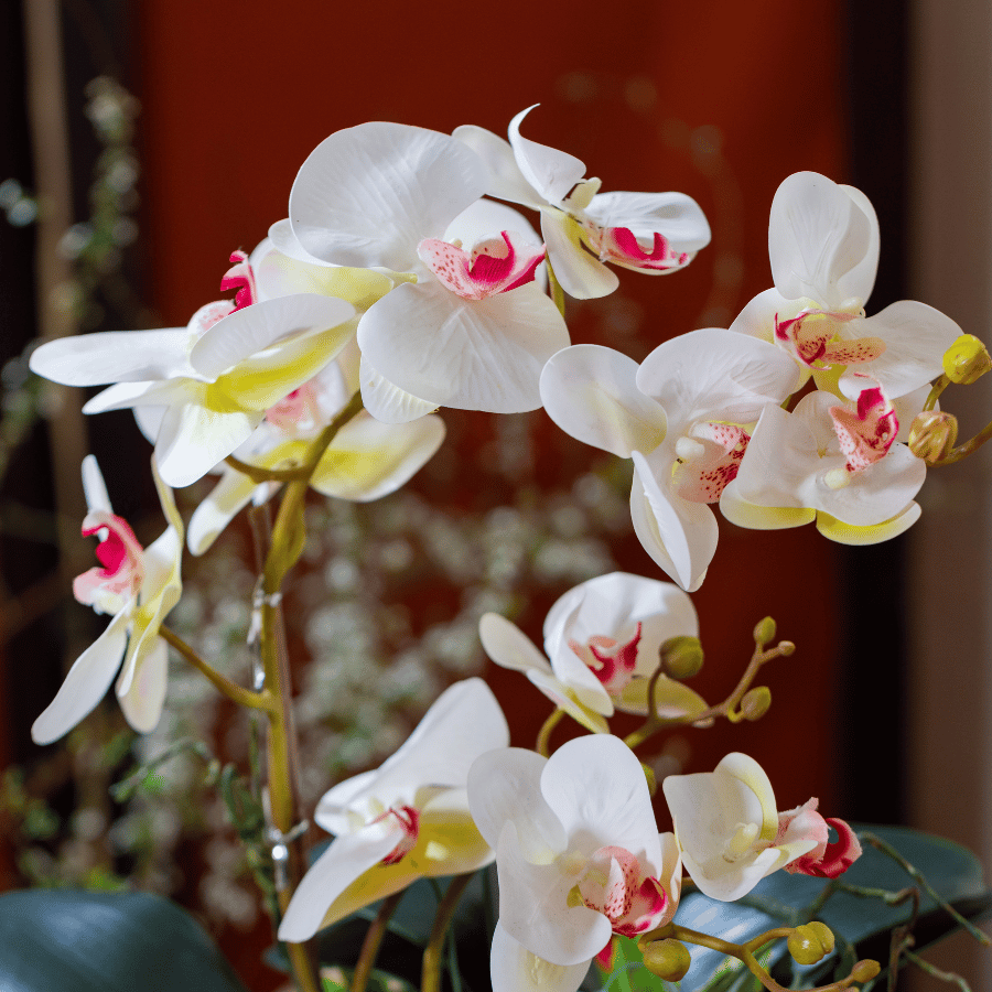  BST LAN - LAN HỒ ĐIỆP NGỌC HỒNG 