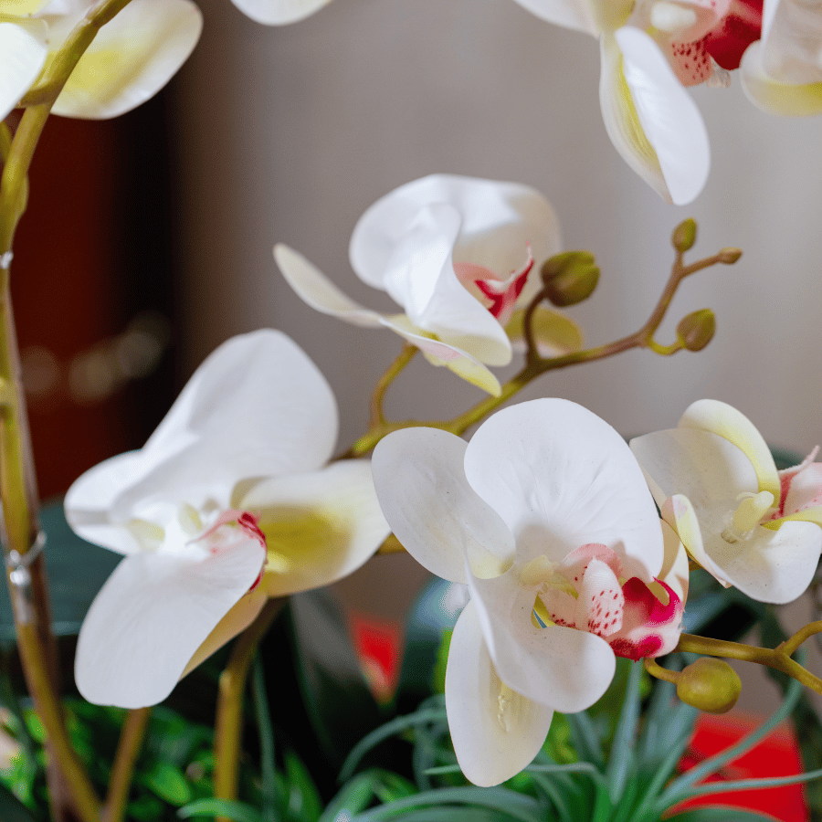  BST LAN - LAN HỒ ĐIỆP NGỌC HỒNG 