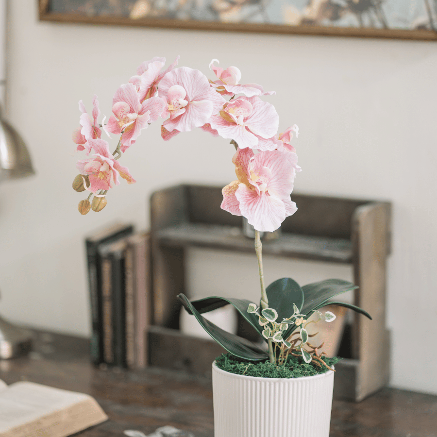  BST LAN - LAN HỒ ĐIỆP CÁNH XOĂN HỒNG 