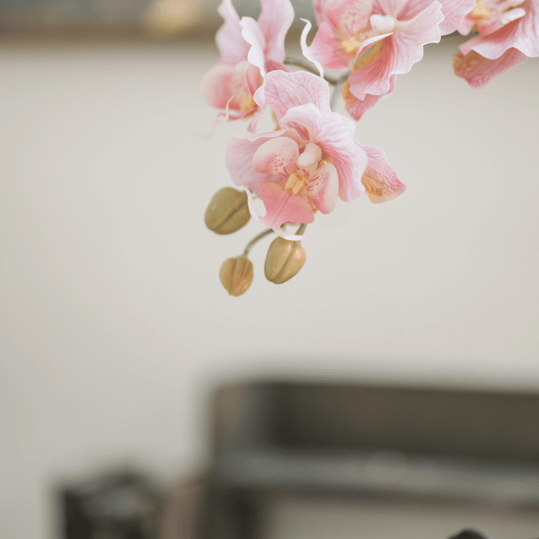  BST LAN - LAN HỒ ĐIỆP CÁNH XOĂN HỒNG 